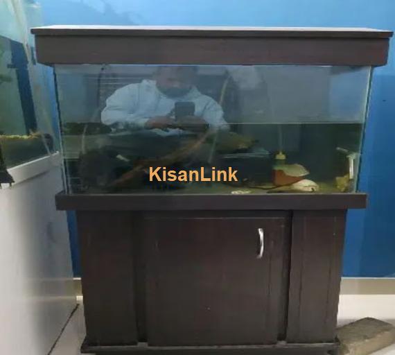 different fishes in different size & 5ft & 4ft setup for sale