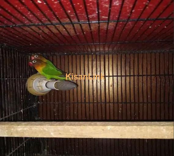 Fisher love birds breader pair for sale