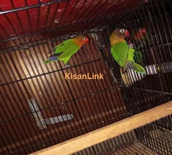 Fisher love birds breader pair for sale