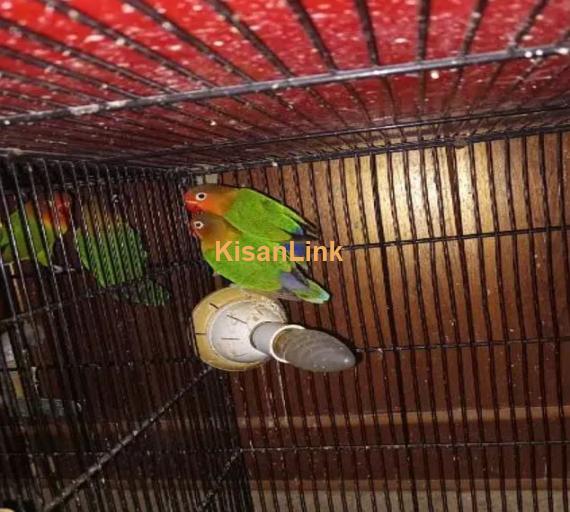 Fisher love birds breader pair for sale