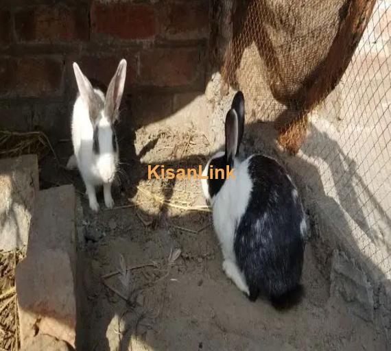 Rabbit pair Urjant sale