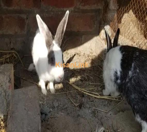 Rabbit pair Urjant sale