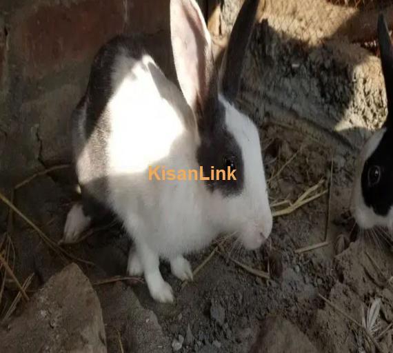 Rabbit pair Urjant sale