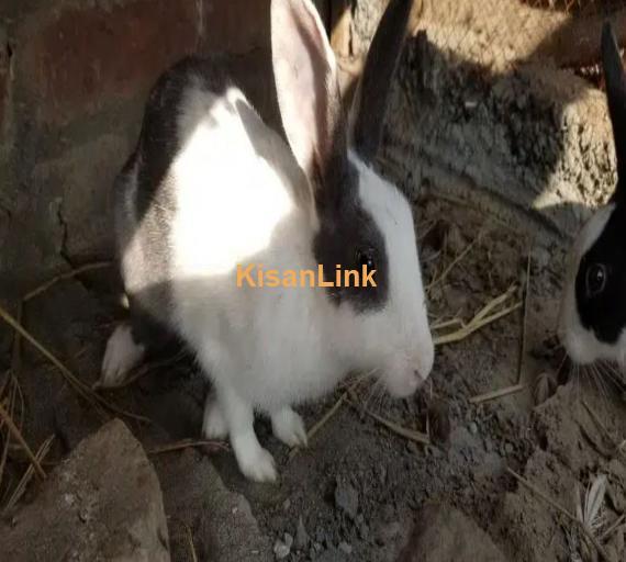 Rabbit pair Urjant sale