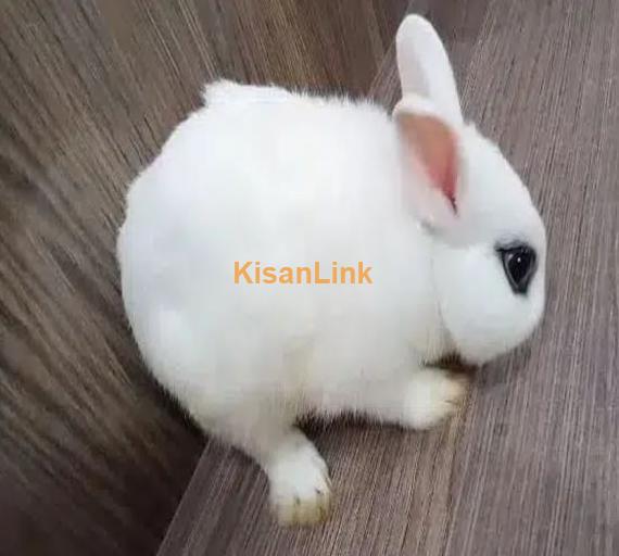 Hotot Dwarf two Female Rabbits 1 Year age and 6 month age