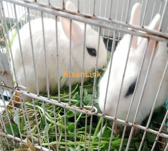 Hotot Dwarf two Female Rabbits 1 Year age and 6 month age