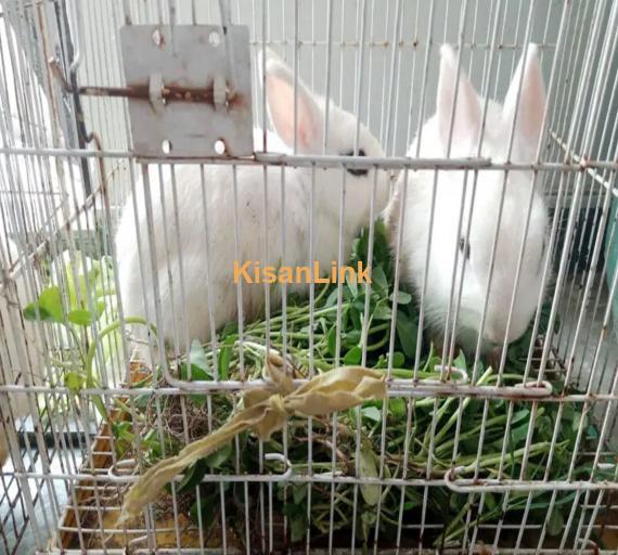 Hotot Dwarf two Female Rabbits 1 Year age and 6 month age