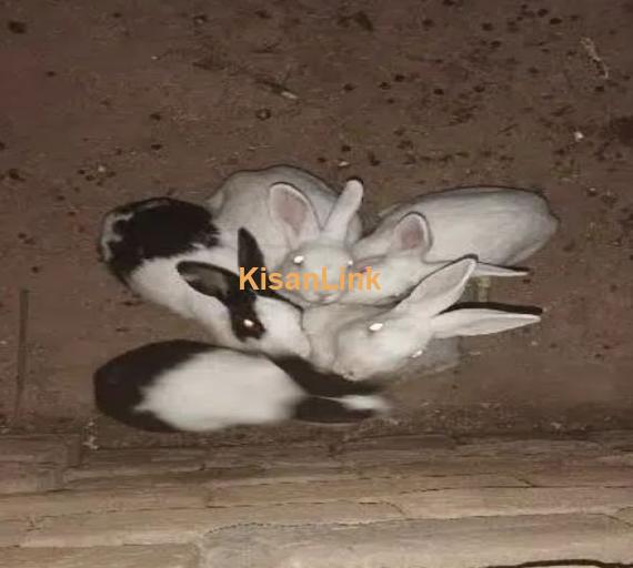 rabbits for sale