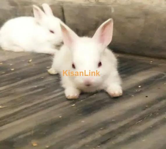 Original Red eyes Rabbits breeders available