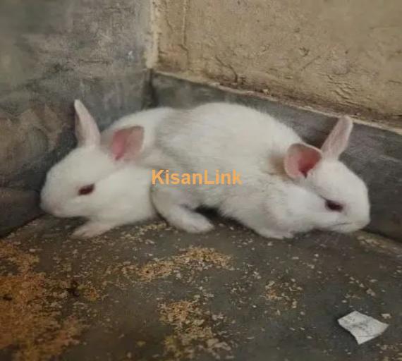 Original Red eyes Rabbits breeders available