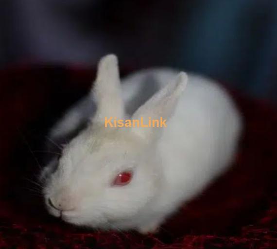 red eye hotot rabbit male