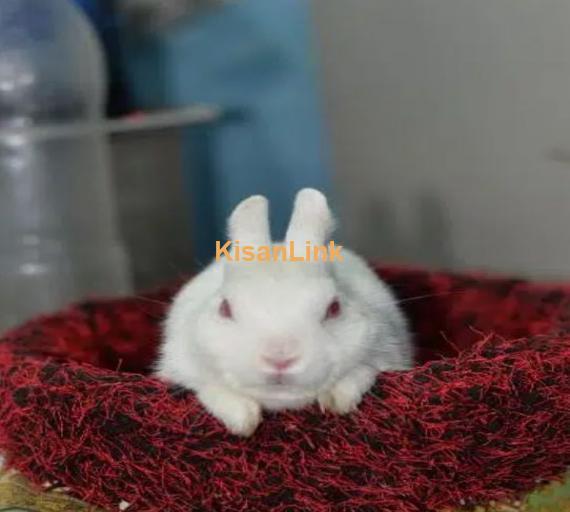 red eye hotot rabbit male