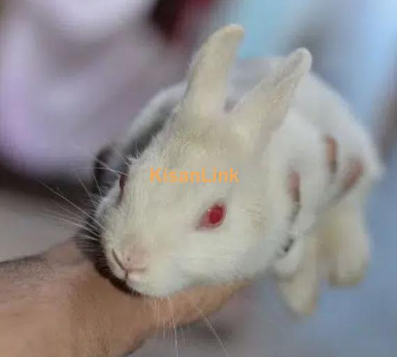 red eye hotot rabbit male