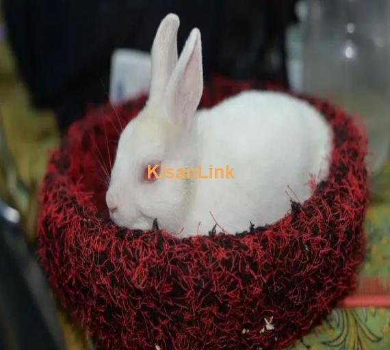 red eye hotot rabbit male