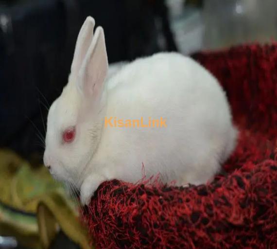 red eye hotot rabbit male