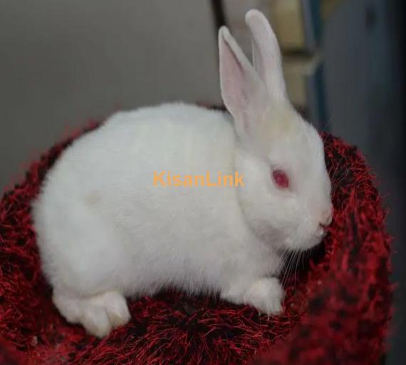 red eye hotot rabbit male