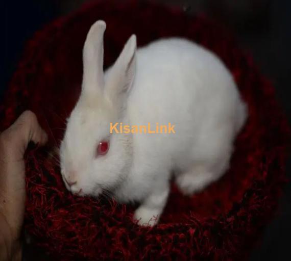 red eye hotot rabbit male