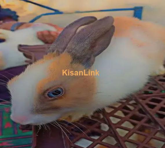 Rabbit for sell