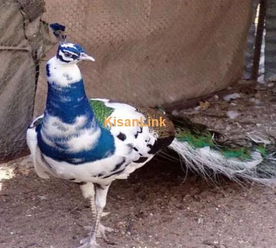 peacock Moor chicks for sale