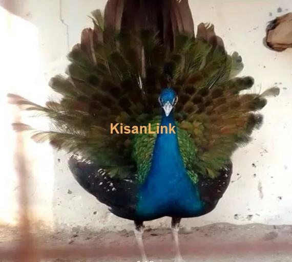 peacock