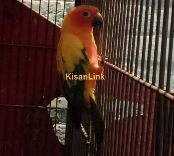 Sun conure