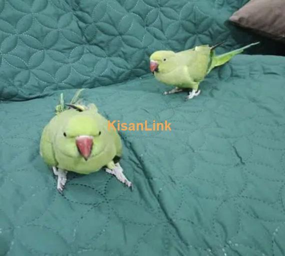 Two parrots hand tamed for sale