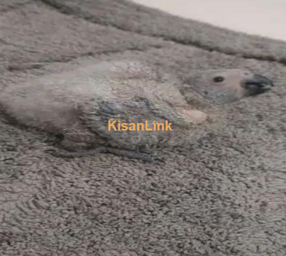 Congo size Grey parrot chick available Karachi breed