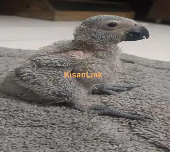 Congo size Grey parrot chick available Karachi breed