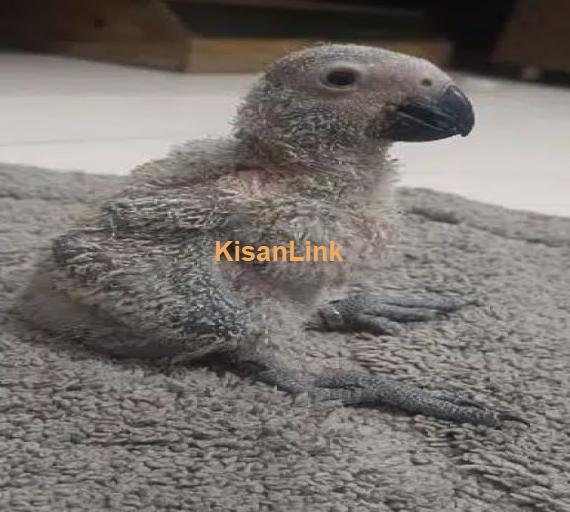 Congo size Grey parrot chick available Karachi breed