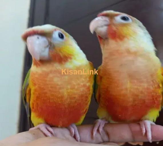 tammed high red pinapple conure parrots