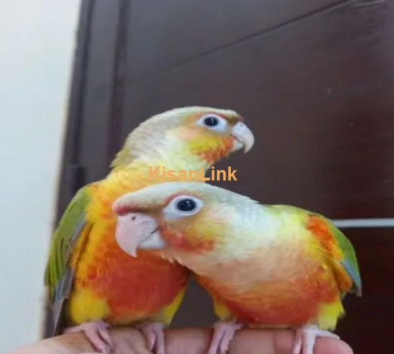 tammed high red pinapple conure parrots