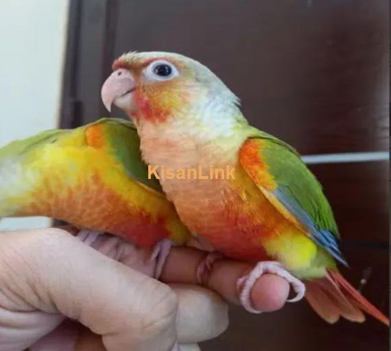 tammed high red pinapple conure parrots