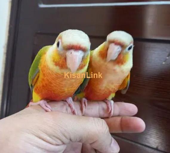 tammed high red pinapple conure parrots