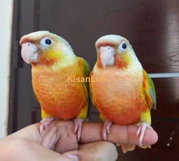 tammed high red pinapple conure parrots