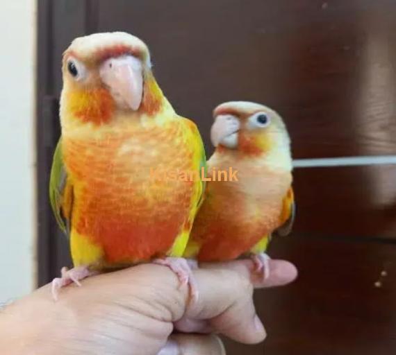 tammed high red pinapple conure parrots