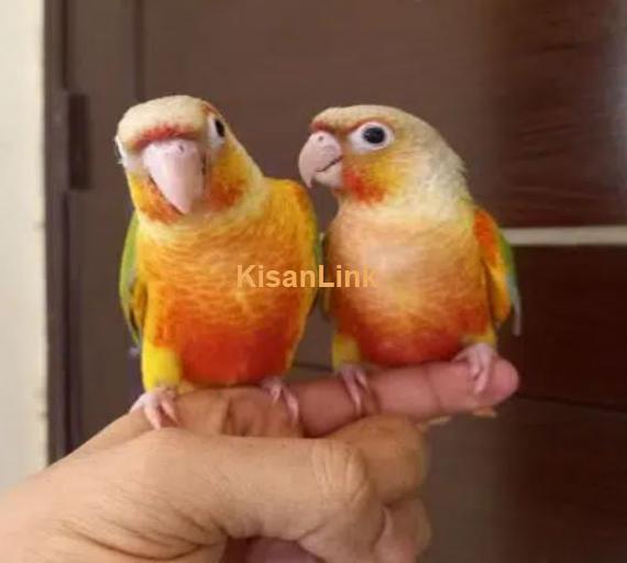 tammed high red pinapple conure parrots