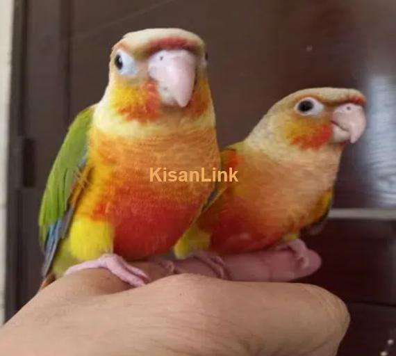 tammed high red pinapple conure parrots