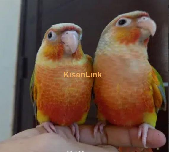 tammed high red pinapple conure parrots