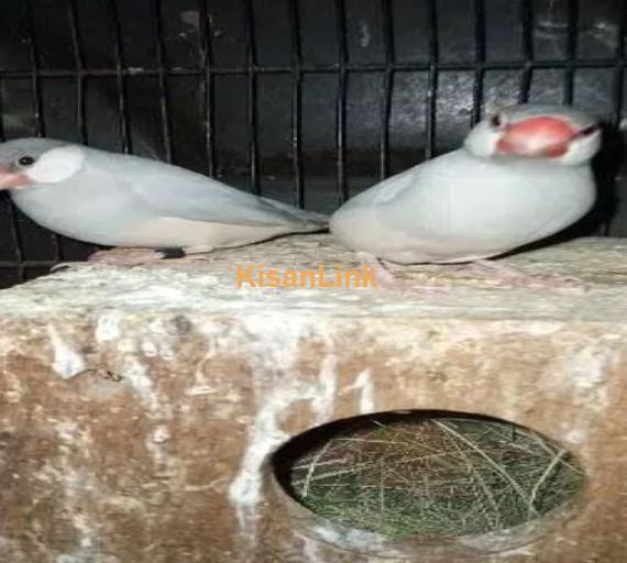 silver java breeder pair for sale