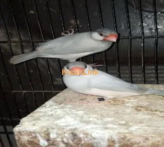 silver java breeder pair for sale