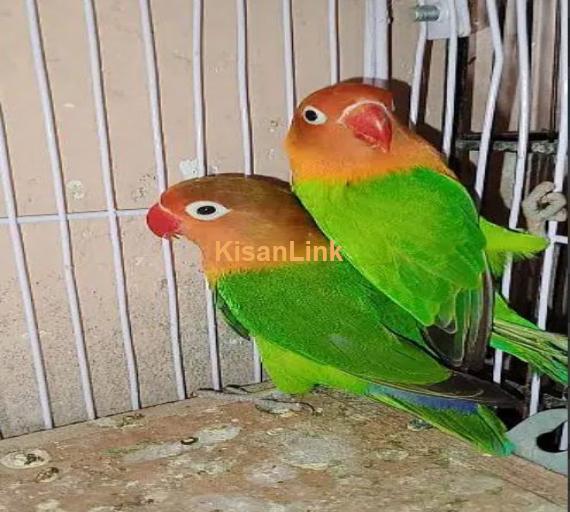 love bird