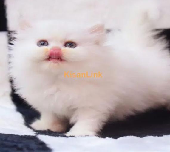 Persian Kittens / Kittens for sale / Persian Cats