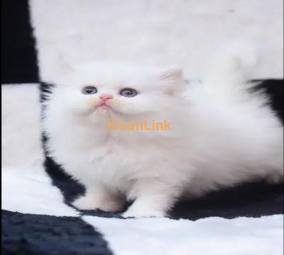 Persian Kittens / Kittens for sale / Persian Cats