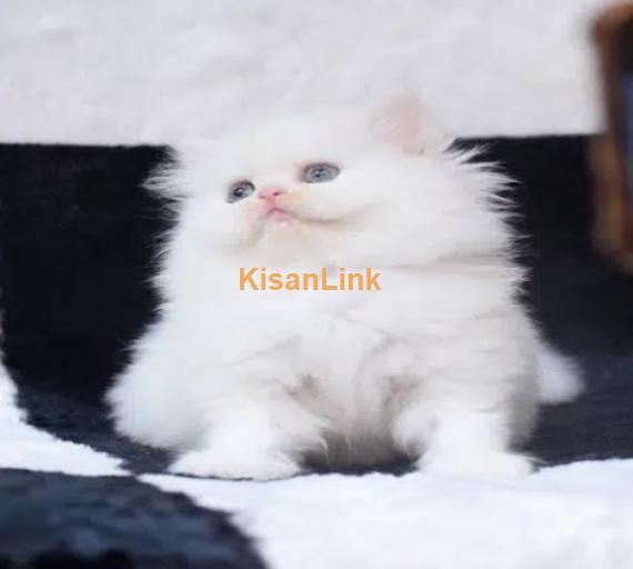 Persian Kittens / Kittens for sale / Persian Cats