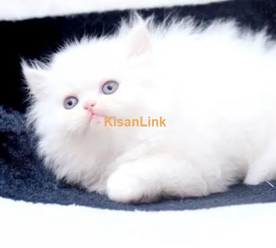 Persian Kittens / Kittens for sale / Persian Cats