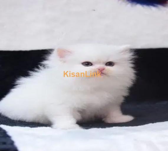 Persian Kittens / Kittens for sale / Persian Cats