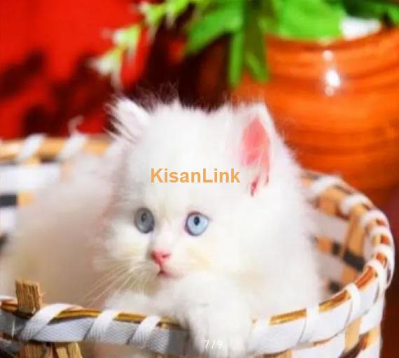 Persian Kittens / Kittens for sale / Persian Cats