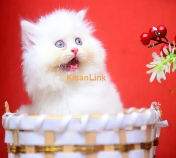 Persian Kittens / Kittens for sale / Persian Cats