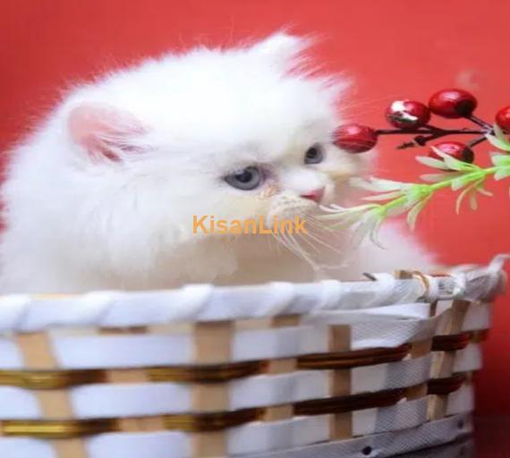 Persian Kittens / Kittens for sale / Persian Cats