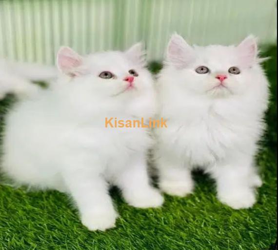 Cats persian cat/ kittens available 03204407077